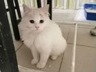 Беленький котенок 6-7 мес