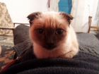 Сиамская вислоухая голубоглазая кошка