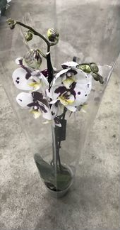 Фаленопсис Красный Крест. Доставка