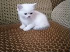 Продаётся шотландский котенок объявление продам