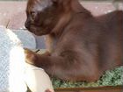 Элитные бурманские котята, родословная WFA объявление продам
