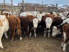 Продам коровы быки герефорд объявление продам