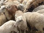 Овцы бараны цена. 160. Козочки козлики от 4 месец
