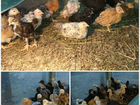 Цыплята подрощенные