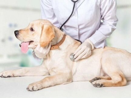 Ветеринарный врач выезд 24 часа