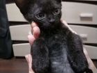 Кошка Донской сфинкс 1,5 месяца
