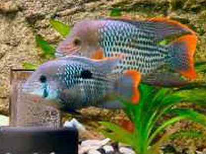 Цихлиды акара бирюзовая. Бирюзовая акара аквариумная рыбка. Самец акары бирюзовой. Бирюзовая акара самка. Бирюзовая акара самка.