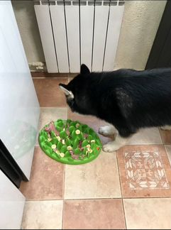 Интерактивная умная миска для собак