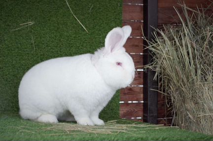 Распродажа кролик нзб (Новозеландский белый)