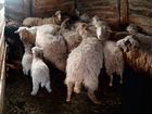 Овцы, бараны, ягнята оптом, розница объявление продам
