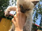 Котята в добрые руки )