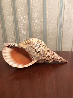 Ракушка морская