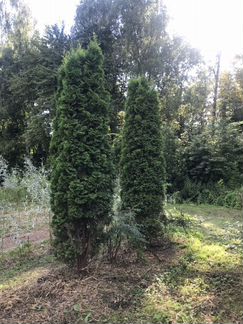 Туя западная Смарагд
