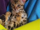 Бенгальский котенок объявление продам