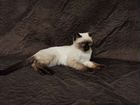 Сиамский котенок бесплатно объявление продам