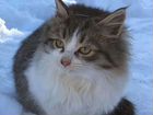 Сибирские котята бесплатно