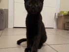 Черная кошка, стерилизация в подарок