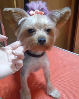 Стрижка, экс. линька собак и кошек