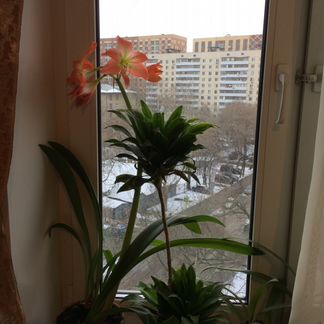 Красивейший Гиппеаструм (Амариллис)