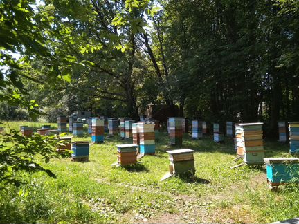 Продается пасека (пчелы) - фотография № 1