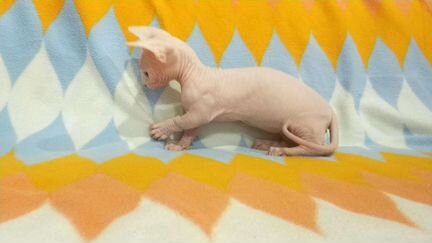 Бамбино малыши