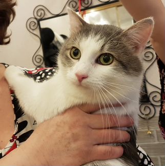 Котик Мурмурчик