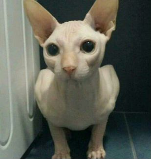 Кот для вязки кошек