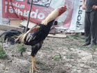 Борцовский петух и курица, индоутки, гусята линда объявление продам