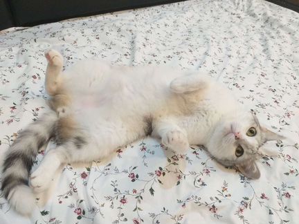Кот Снежок