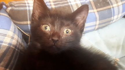 Котенок черный бесплатно 3 месяца