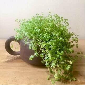 Церопегия и гельксина