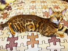 Бенгальская кошка вязка. Кошечке 9 месяцев,привита