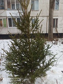 Ель живая