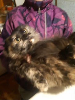 Котенок от персидской кошки