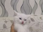 Турецкая ангора (котята) объявление продам