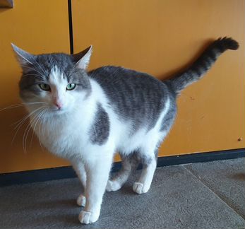 Котик ищет дом