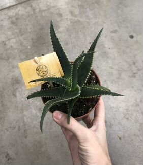 Алоэ Акулеата. Доставка