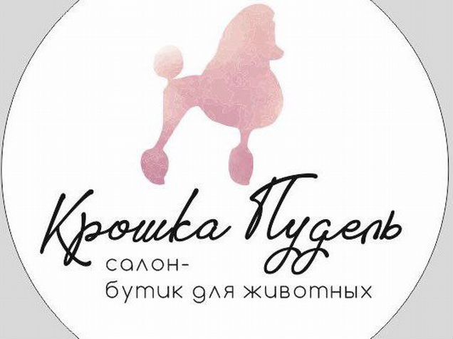 Крошка пудель курск. Пудель мальтипу белый. Пудель мальтипу белый. Черный пудель степа. Черный пудель степа.