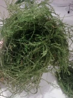 Водоросли для аквариума