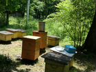 Продам пчелосемьи объявление продам