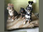 Собаки щенки пристрой приют метисы хаски лабрадор объявление продам