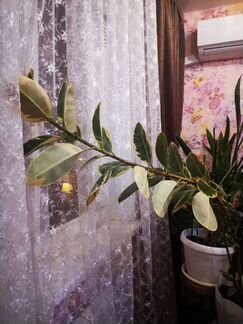 Комнатные цветы