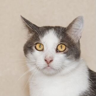 Сёмочка ищет самый лучший дом