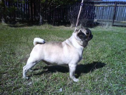 продажа птицы в бузулуке. авито бузулук животные. ферма доч лошадей в россии. авито бузулук животные кошки. авито бузулук животные.