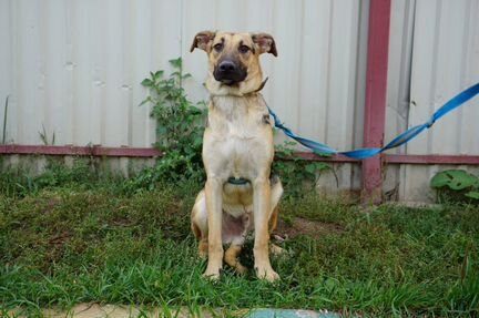 Щенок Арчи, 11 мес. В дар