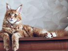 Передержка котов и кошек объявление продам