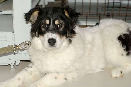 Небольшая собака ищет дом