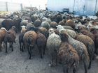 Продаю овец, порода Адельбай объявление продам