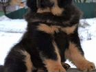 Тибетский мастиф щенок объявление продам