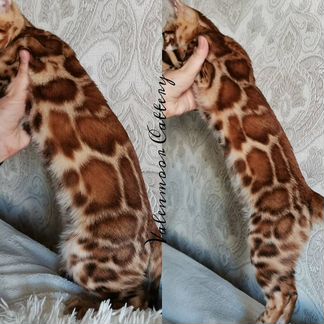 Бенгальские котята